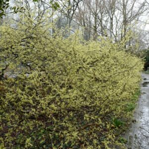 Corylopsis spicata