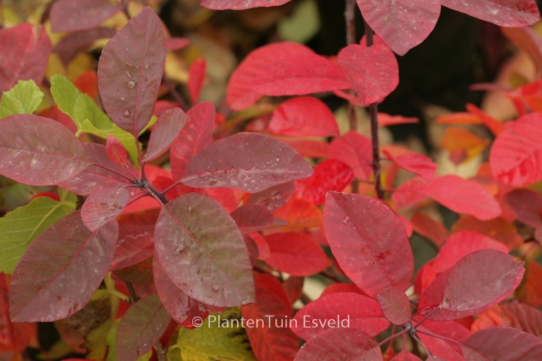 Cotinus obovatus