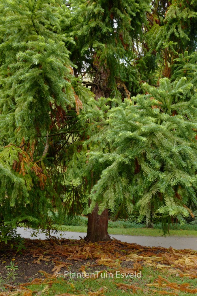 Cunninghamia konishii