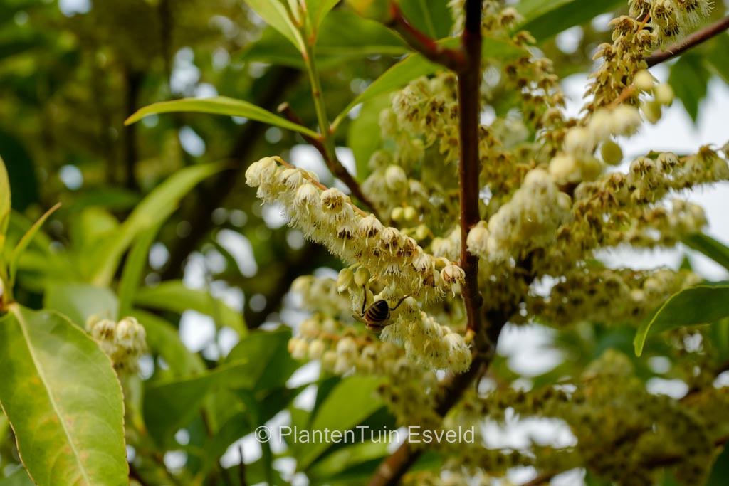 Elaeocarpus sylvestris