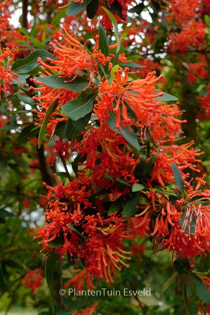 Embothrium coccineum