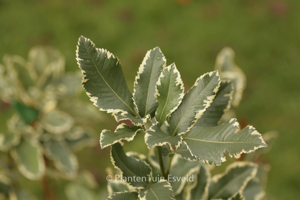Eucryphia nymansensis 'Nymans Silver'