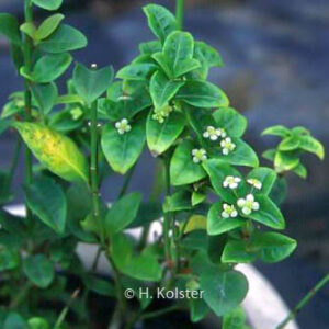 Euonymus echinatus