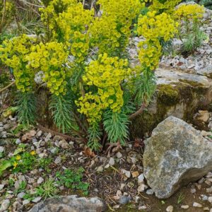 Euphorbia characias 'Forescate'