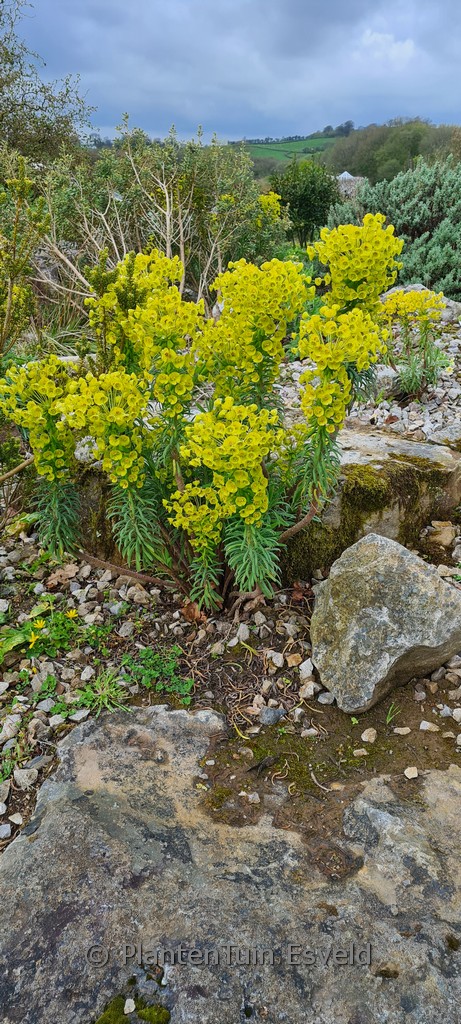 Euphorbia characias 'Forescate'