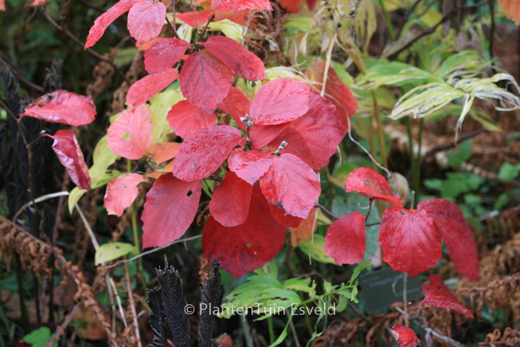 Fothergilla gardenii