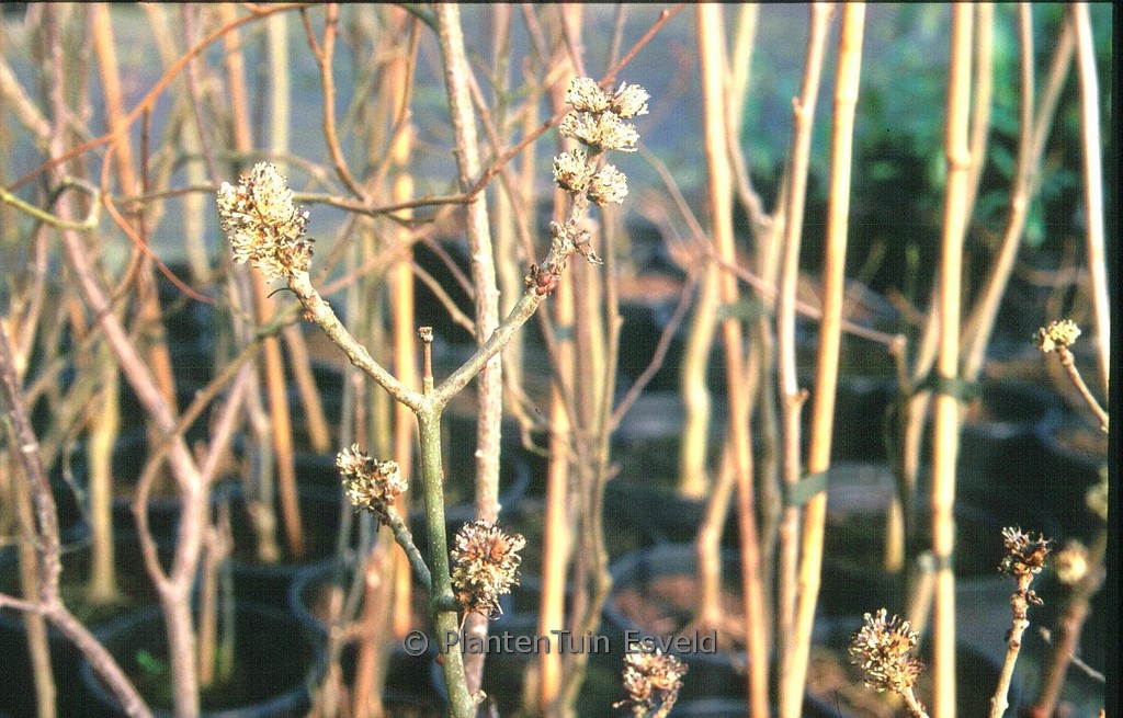Fraxinus xanthoxyloides dumosa