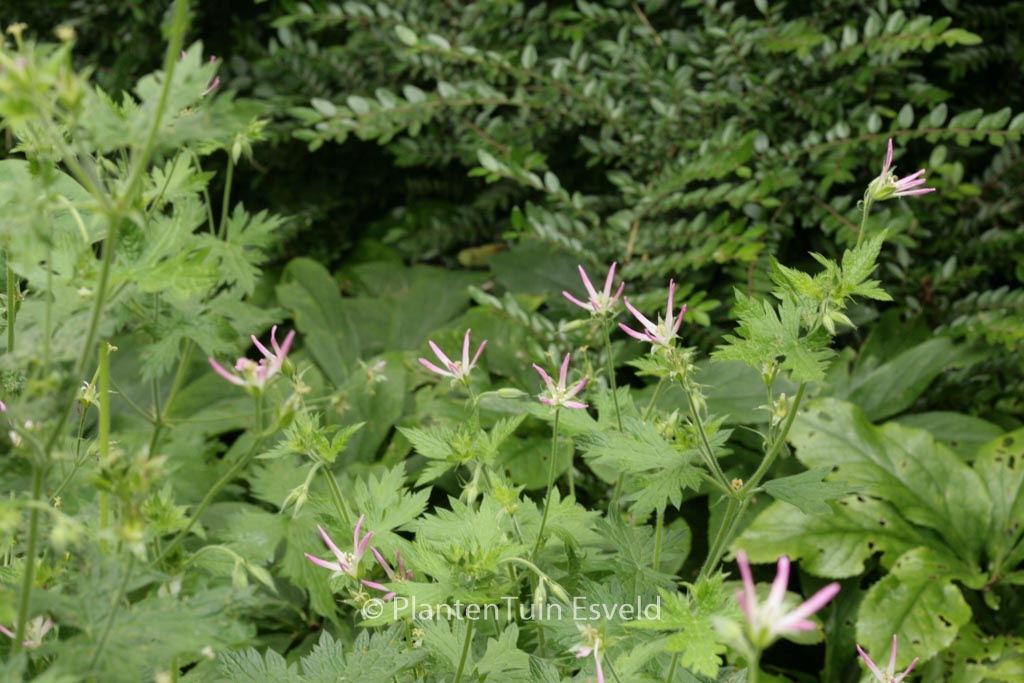 Geranium oxonianum 'Sherwood'
