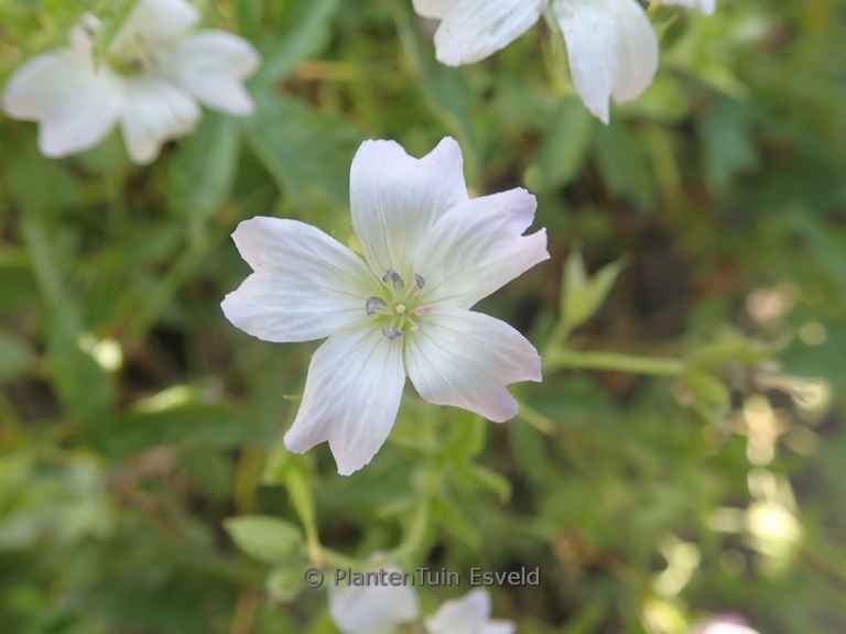 Geranium oxonianum 'Trevor's White'
