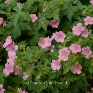 Geranium oxonianum 'Wageningen'