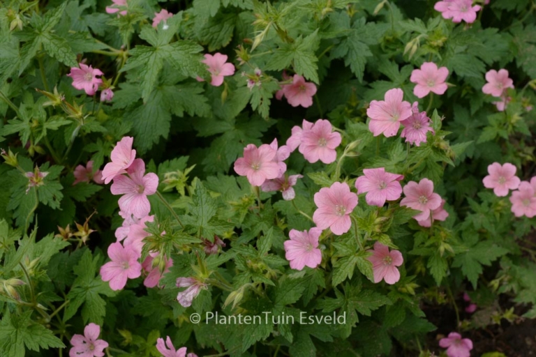 Geranium oxonianum 'Wageningen'