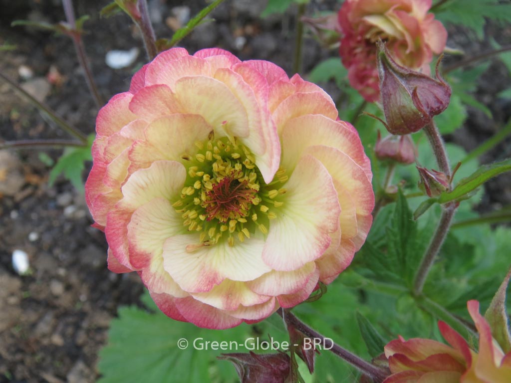 Geum 'Cosmopolitan'