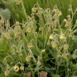 Geum 'Lemon Drops'