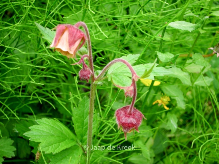 Geum rivale