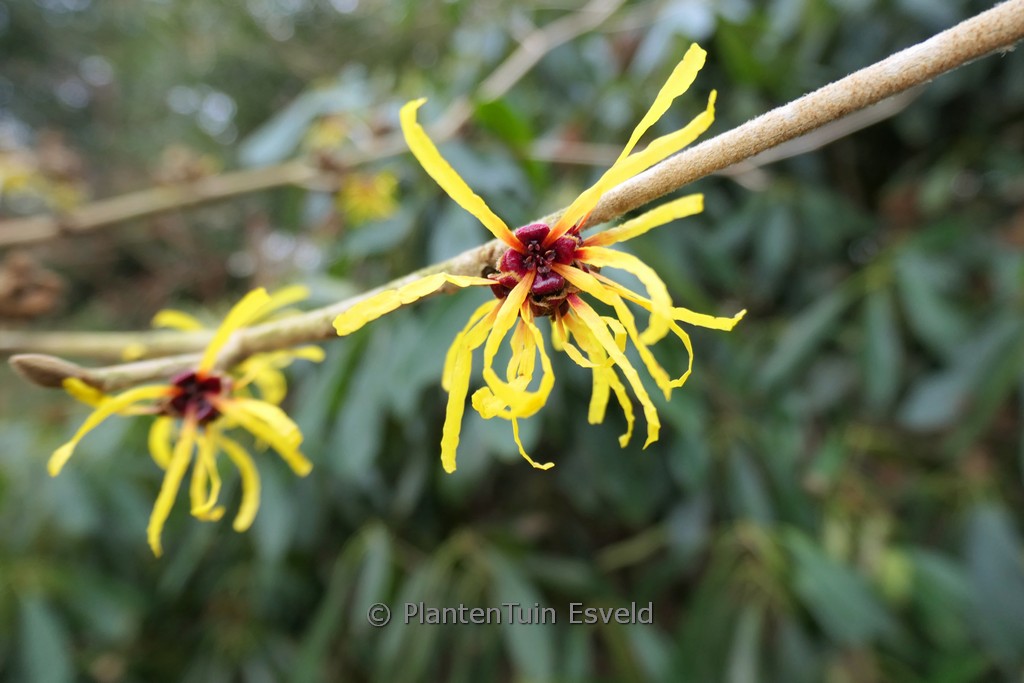 Hamamelis mollis 'Coombe Wood'