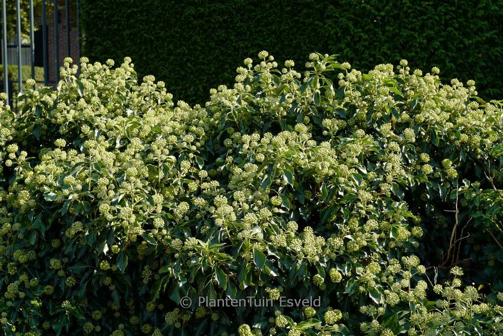 Hedera helix 'Simone' (Arborescent Group)