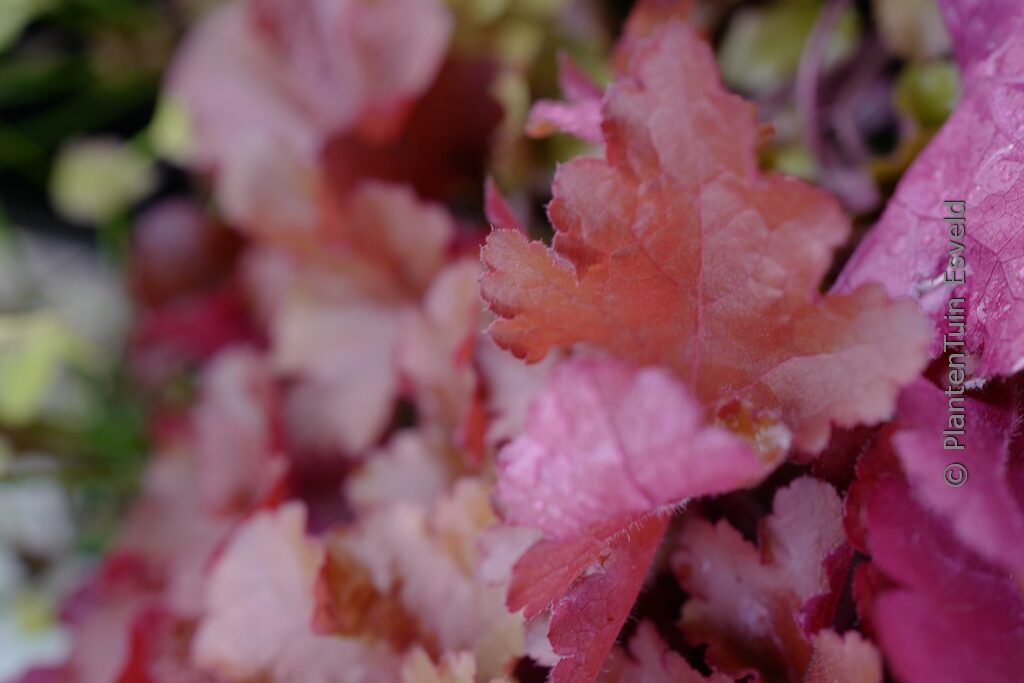 Heuchera 'Forever Red'