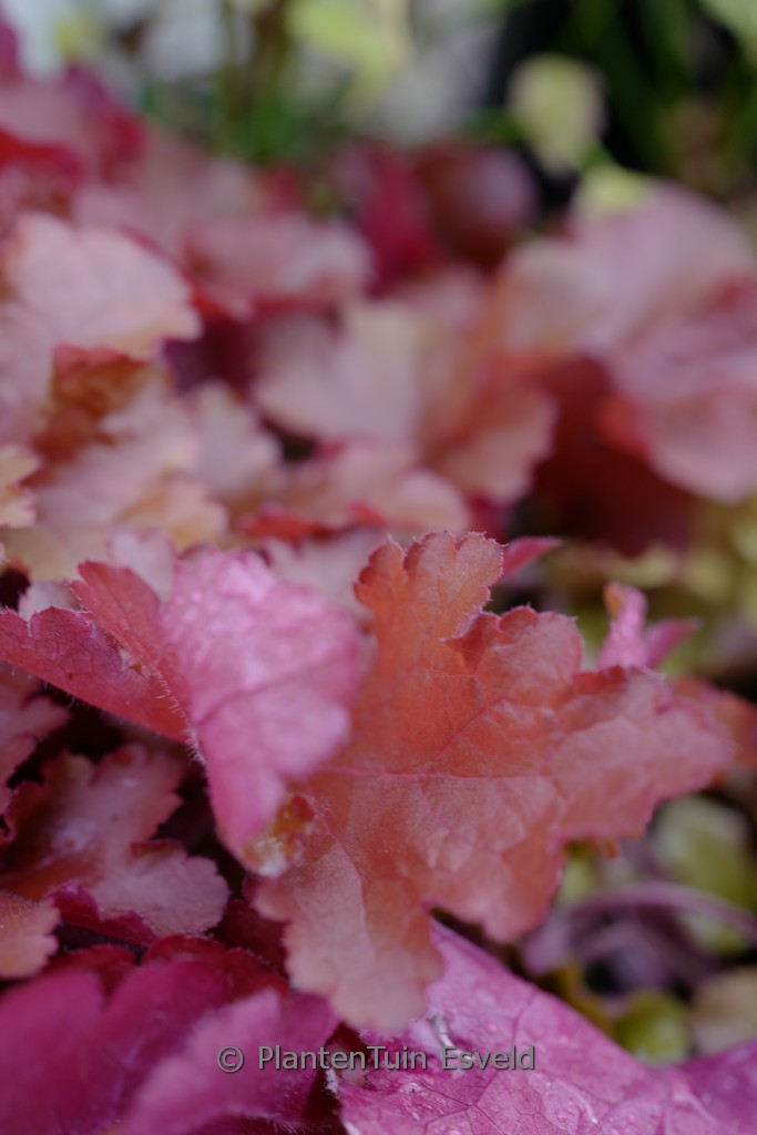 Heuchera 'Forever Red'