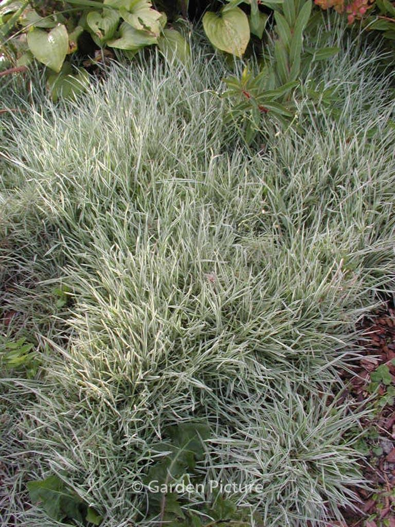 Holcus mollis 'White Fog'