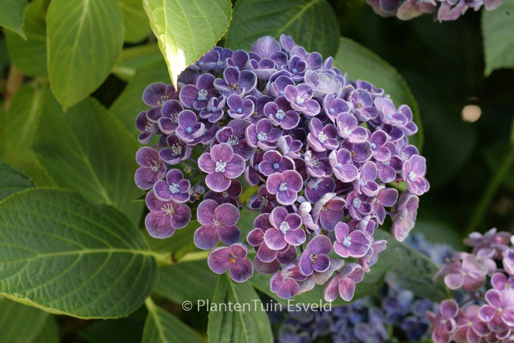 Hydrangea macrophylla 'Hopcorn' (HOVARIA)