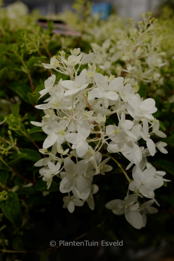 Hydrangea paniculata 'LCno21' (GROUND BREAKER BLUSH)