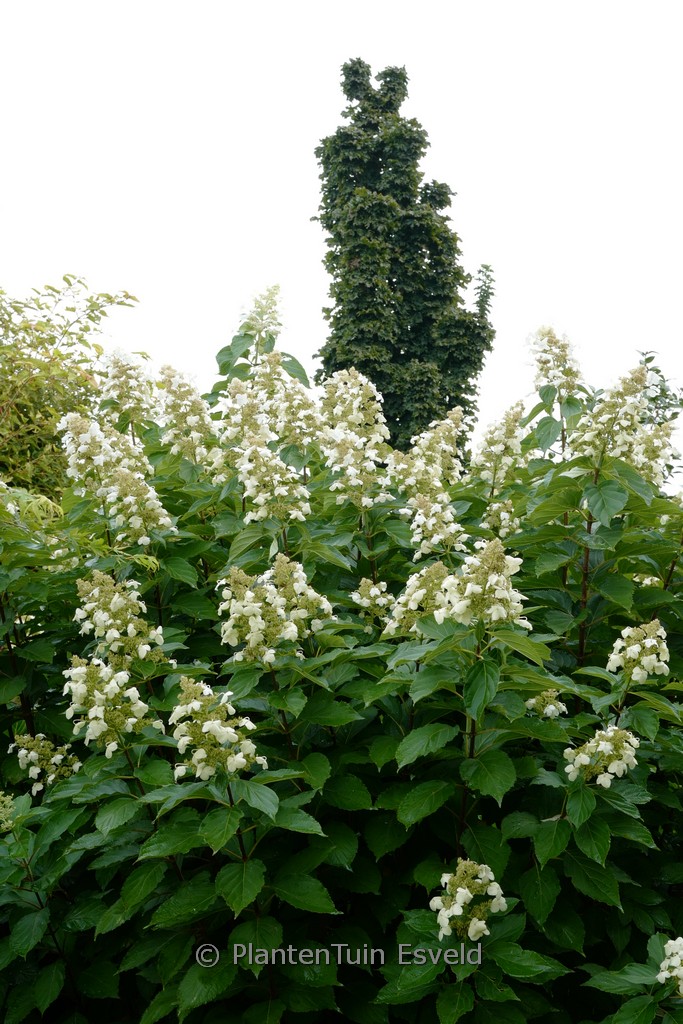 Hydrangea paniculata 'Papillon' - Afbeelding 3