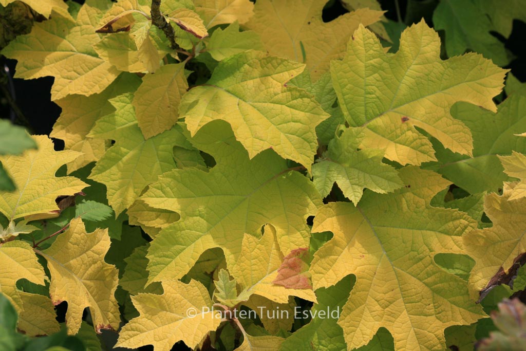 Hydrangea quercifolia 'Little Honey'