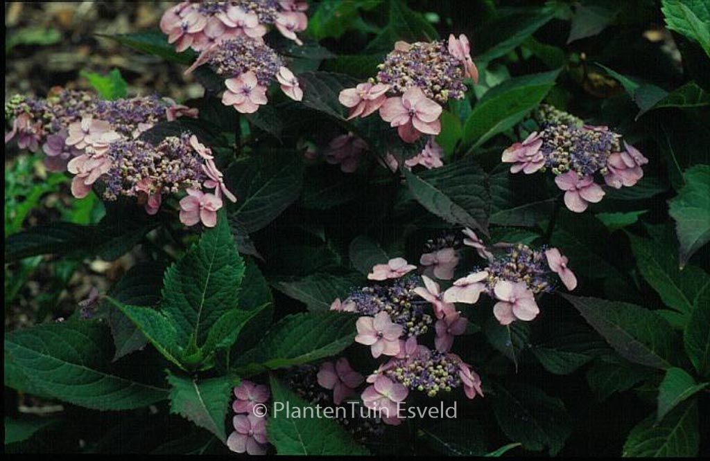 Hydrangea serrata 'Maiko' - Afbeelding 2