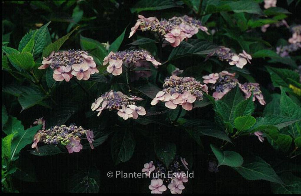 Hydrangea serrata 'Maiko' - Afbeelding 3