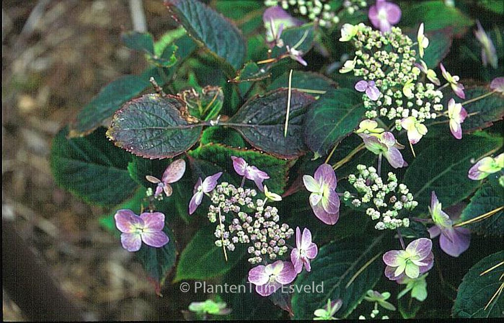 Hydrangea serrata 'Maiko' - Afbeelding 4