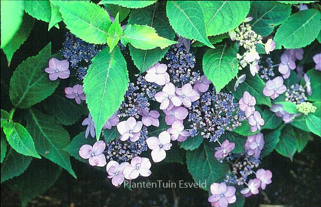Hydrangea serrata 'Maiko' - Afbeelding 5