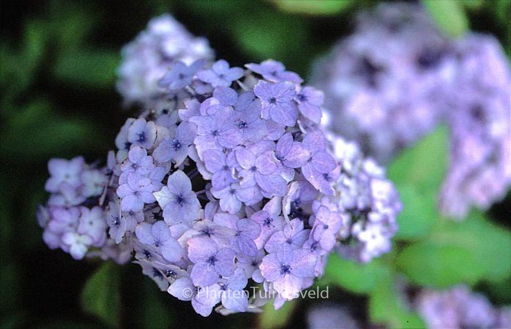 Hydrangea serrata 'Maiko' - Afbeelding 6