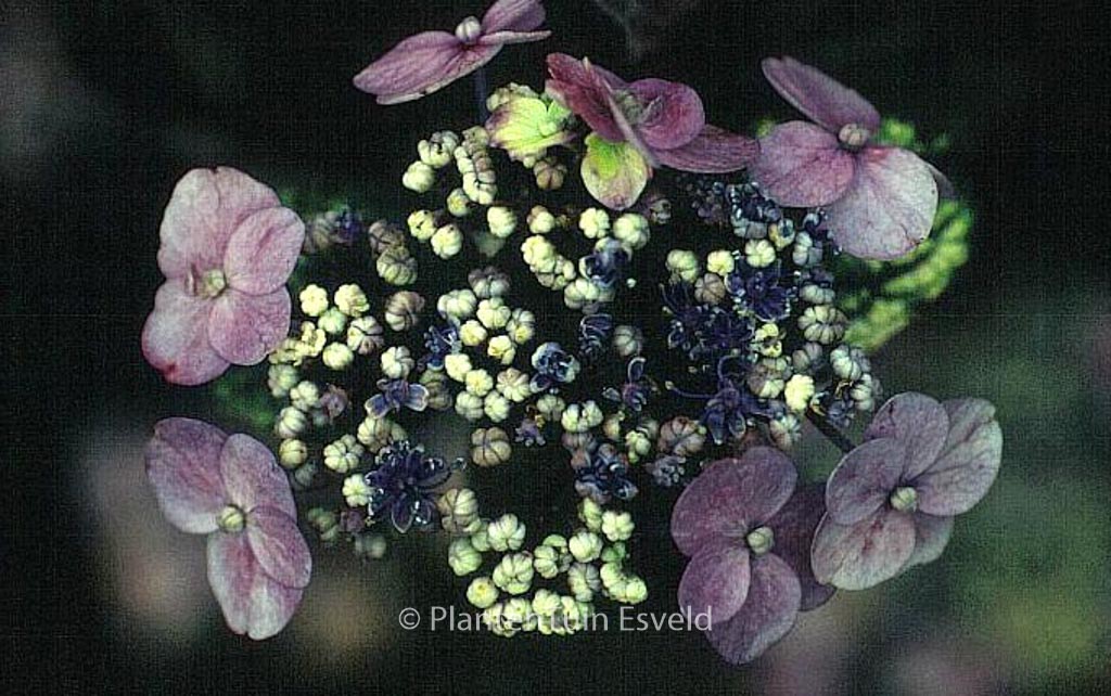 Hydrangea serrata 'Maiko' - Afbeelding 7