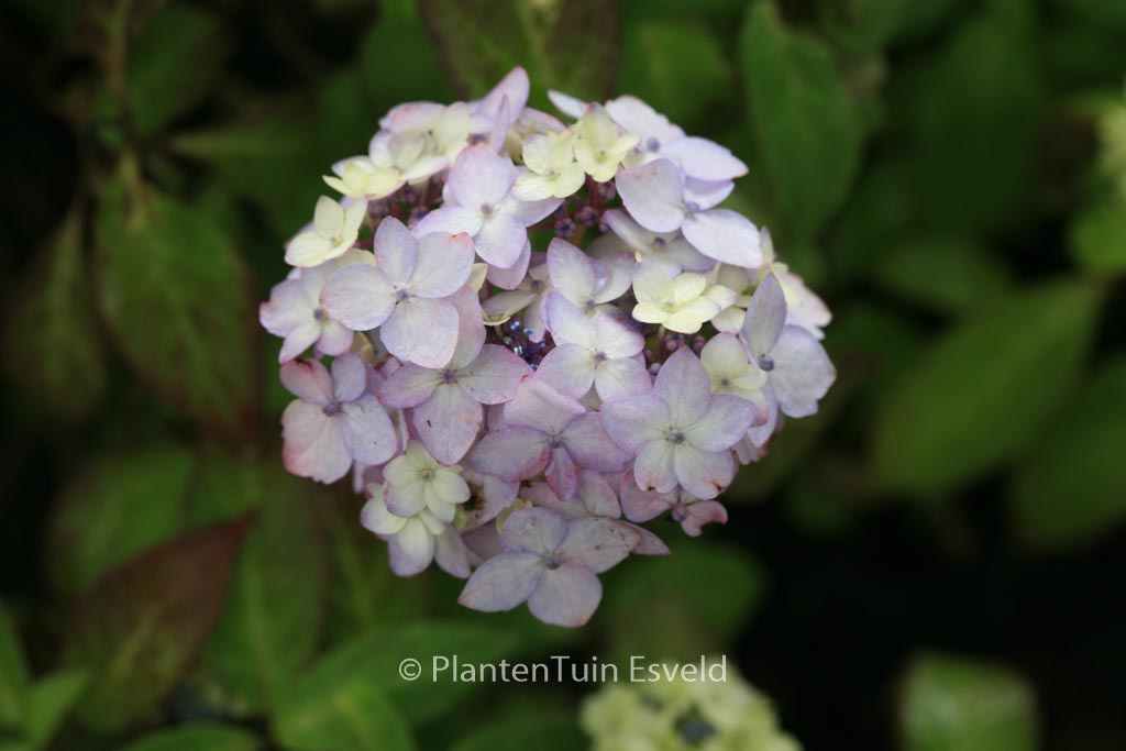 Hydrangea serrata 'Maiko' - Afbeelding 8