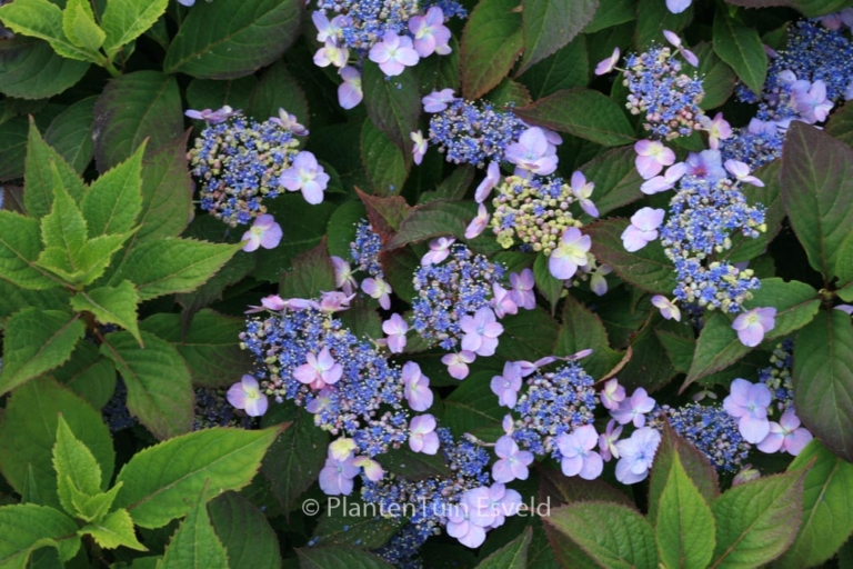 Hydrangea serrata 'Maiko'
