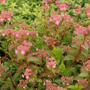 Hydrangea serrata 'Mont Aso'