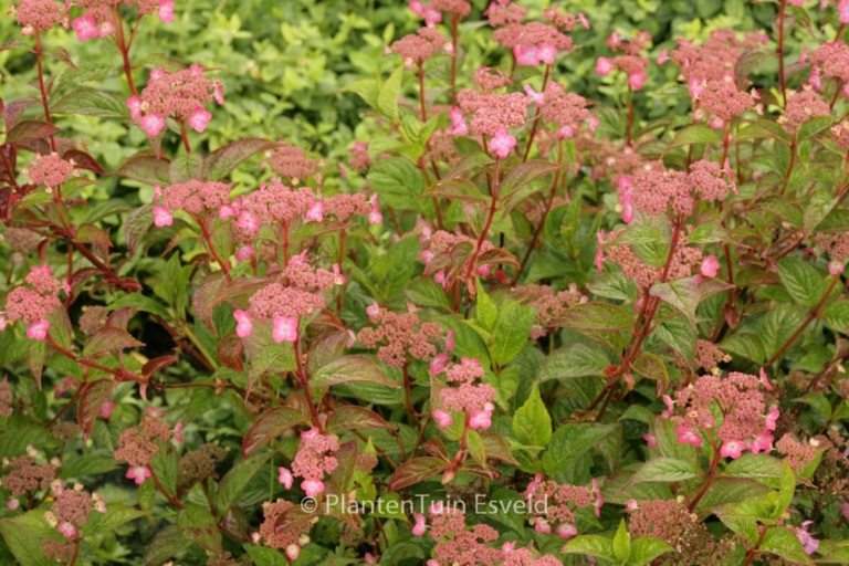 Hydrangea serrata 'Mont Aso'