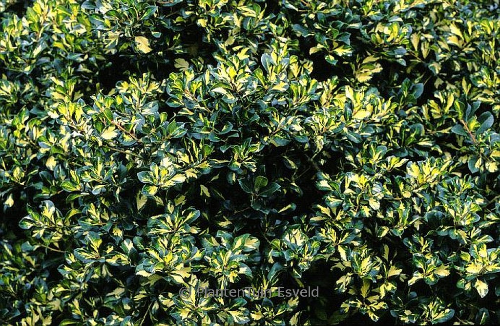 Ilex altaclarensis 'Lady Valerie'
