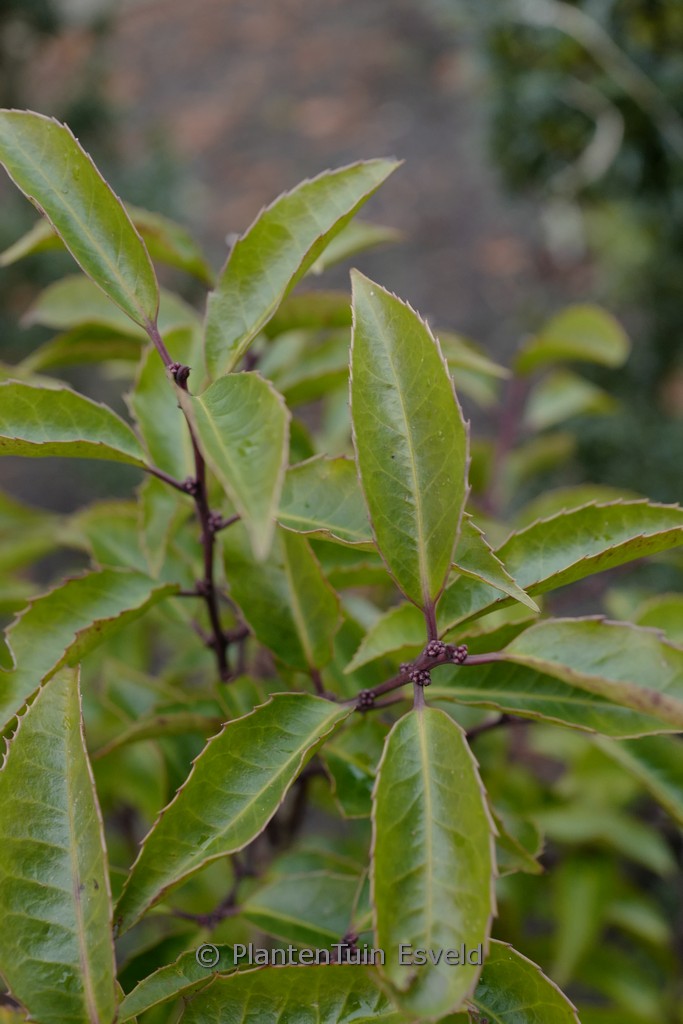 Ilex centrochinensis