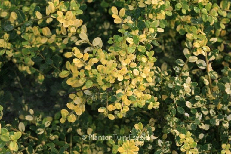 Ilex crenata 'Picas'