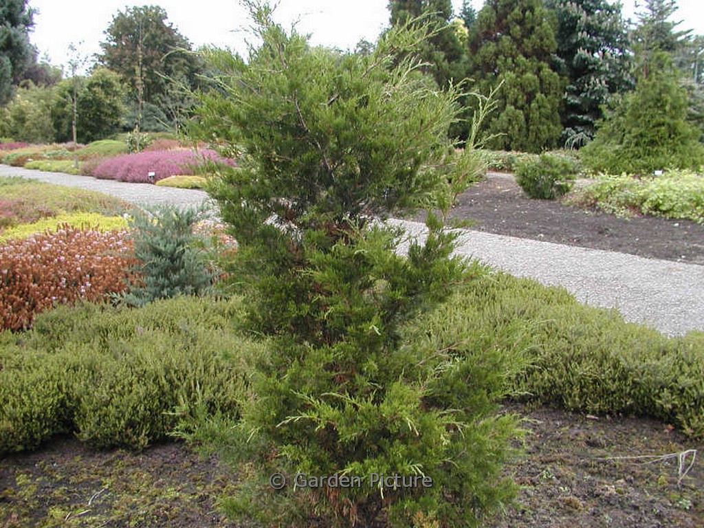 Juniperus virginiana 'Canaertii'