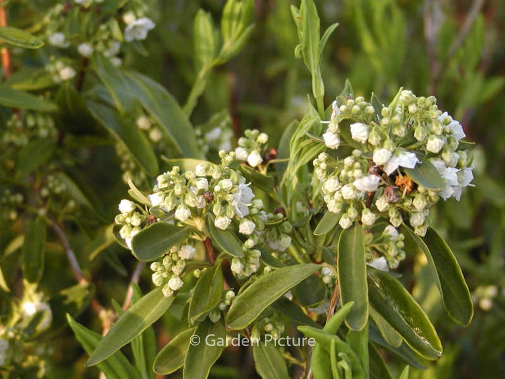 Kalmia angustifolia 'Candida'