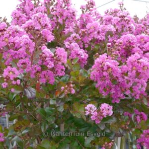 Lagerstroemia indica 'Maroon Star'
