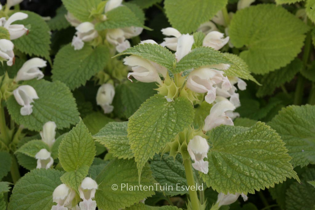 Lamium orvala 'Album'