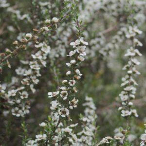 Leptospermum lanigerum