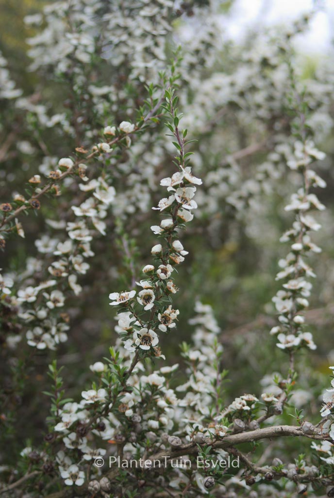 Leptospermum lanigerum