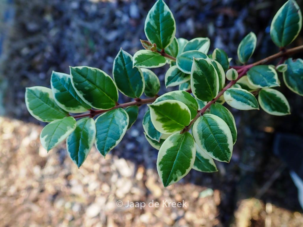 Luma apiculata 'Glenleam Gold'