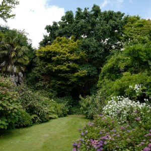 Magnolia sargentiana robusta