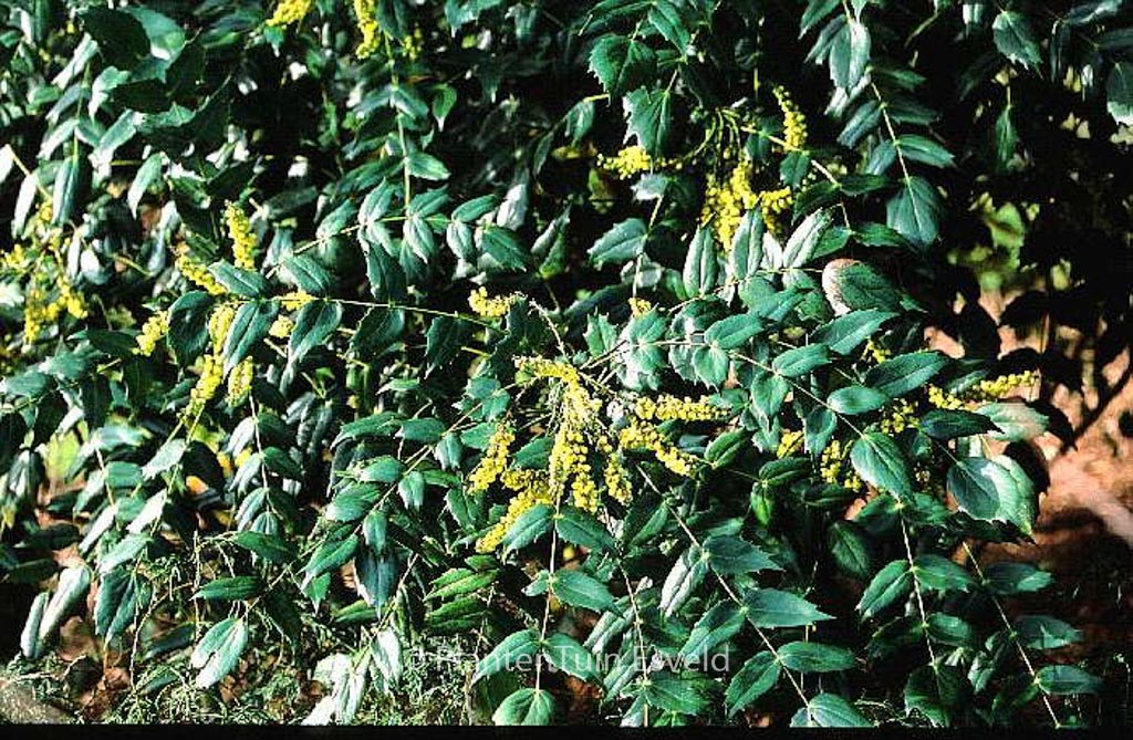Mahonia media 'Buckland' - Afbeelding 2