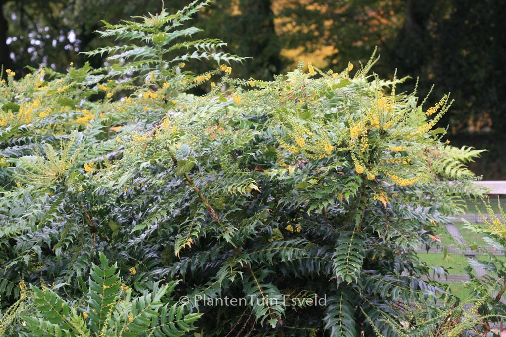 Mahonia media 'Buckland' - Afbeelding 3